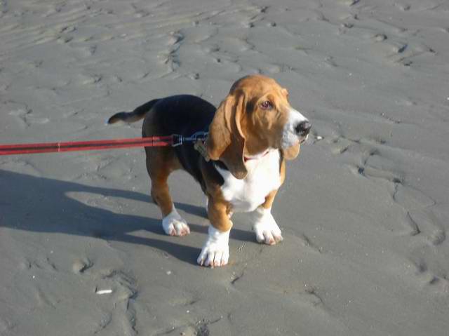 promenade sur la plage