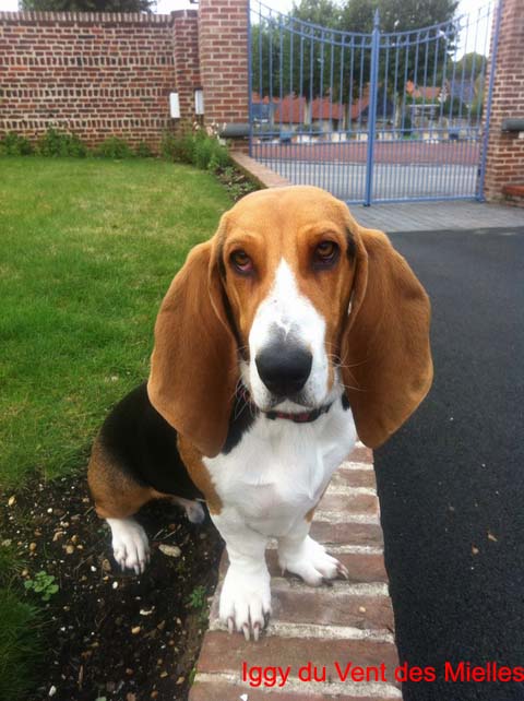 Iggy Basset Artésien Normand du vent des Mielles